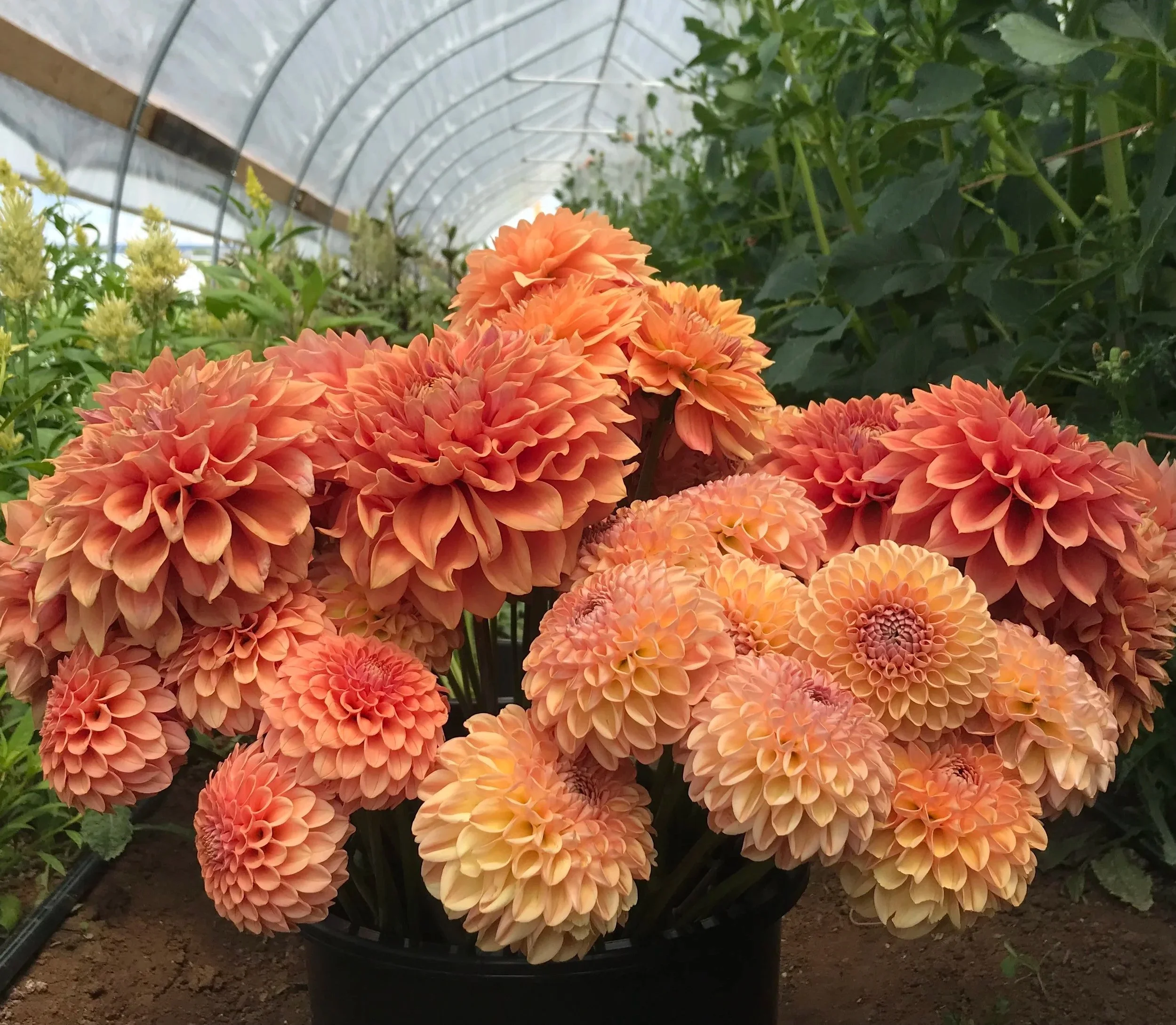 Our Top 10 Workhorse Dahlias of 2026 — Mountain Roots Produce